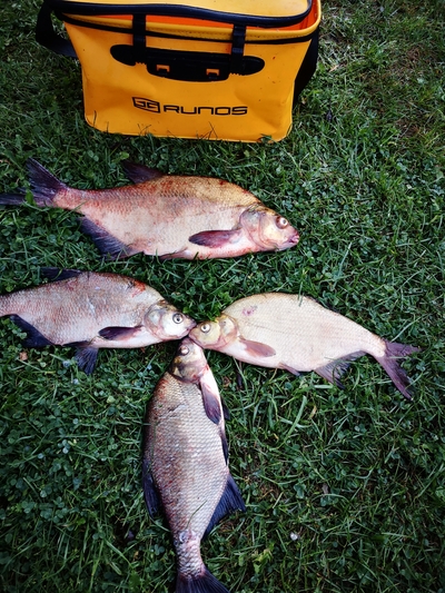 Carp bream