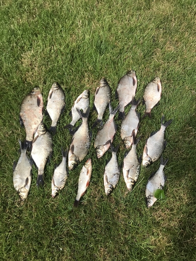 Carp bream