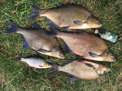 Carp bream