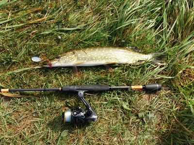 Northern Pike