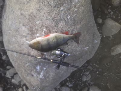 Eurasian perch
