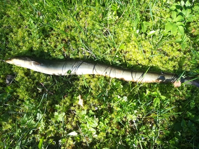 European eel