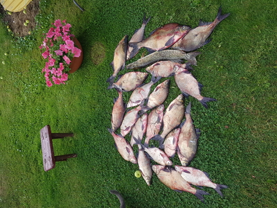 Carp bream