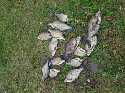 Carp bream