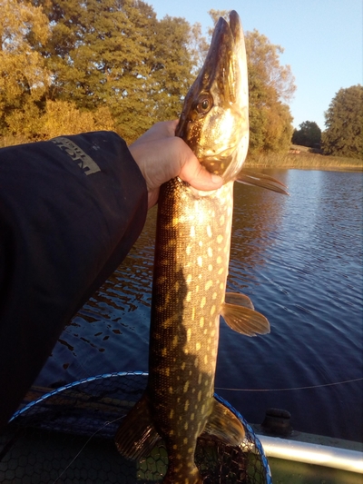 Northern Pike