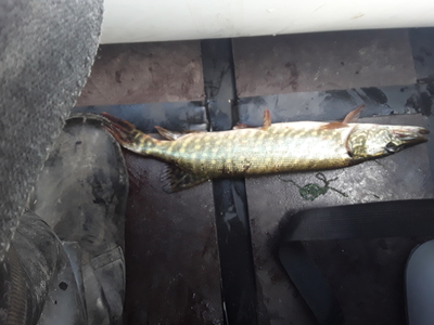 Northern Pike