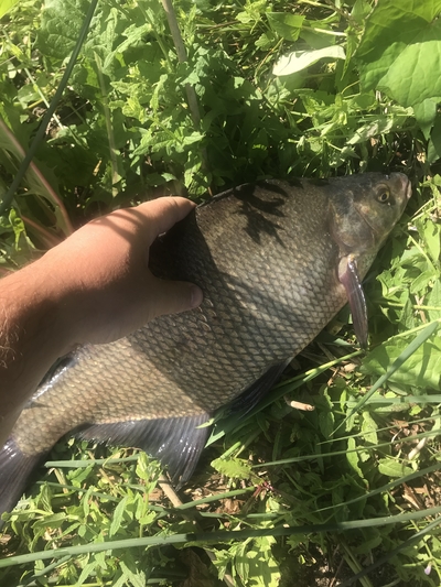 Carp bream