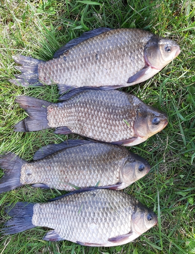 Prussian carp