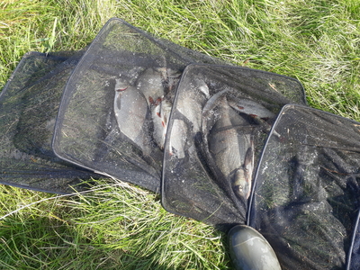 Carp bream