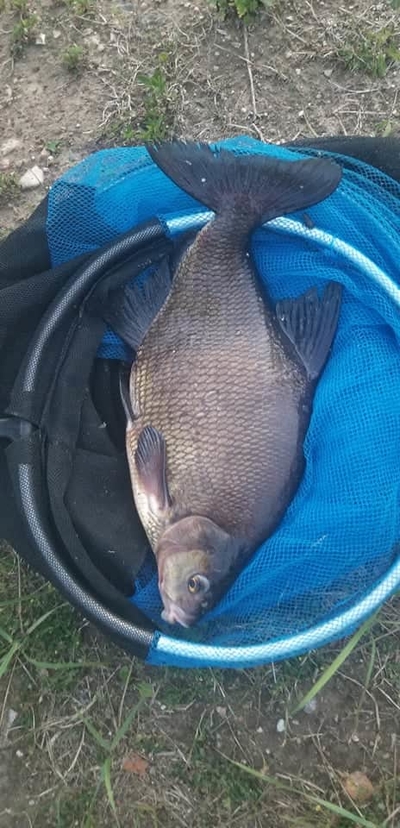 Carp bream