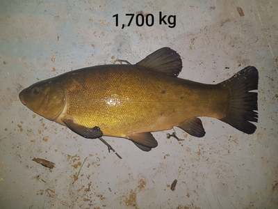 Tench