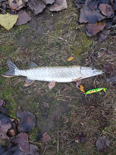 Northern Pike