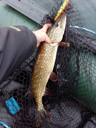 Northern Pike