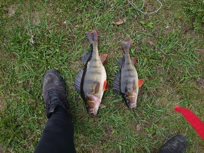 Eurasian perch