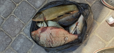 Prussian carp