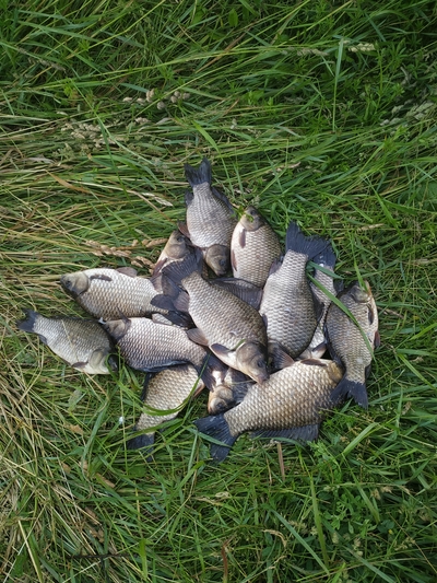 Prussian carp