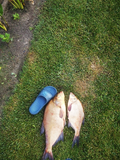 Carp bream