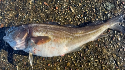 Atlantic cod