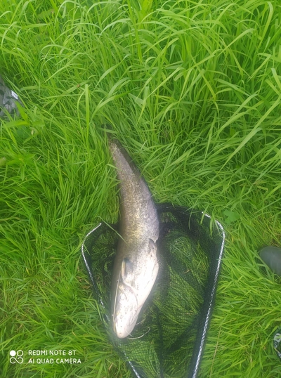 Wels catfish