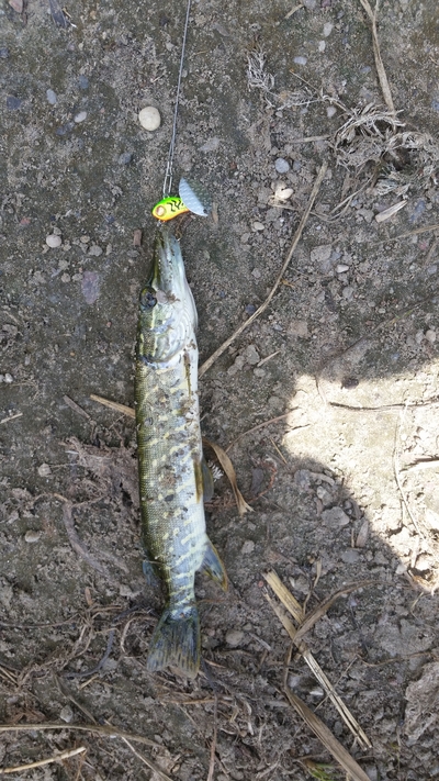 Northern Pike