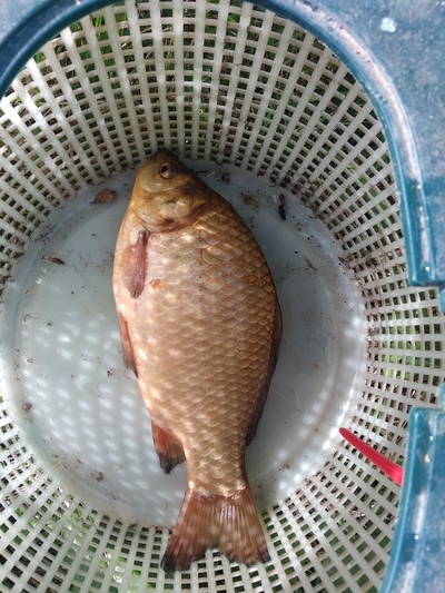 Prussian carp