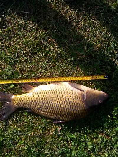 Carp