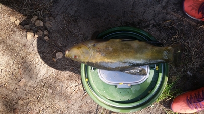 Tench