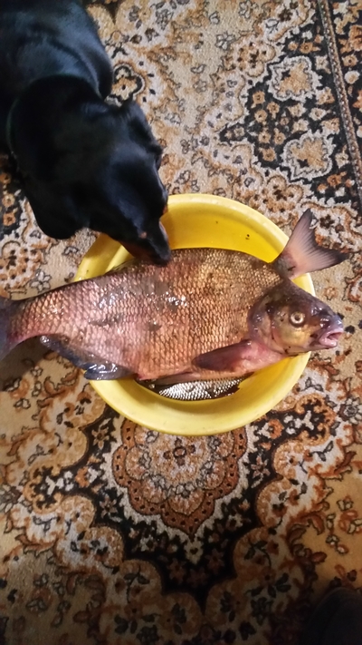 Carp bream