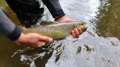 Brown Trout