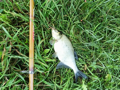 Carp bream