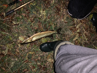 Northern Pike