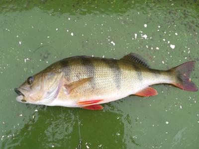 Eurasian perch