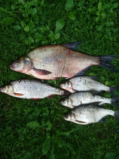 Carp bream