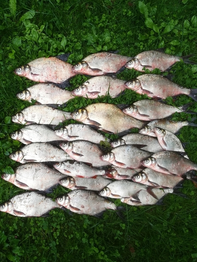 Carp bream