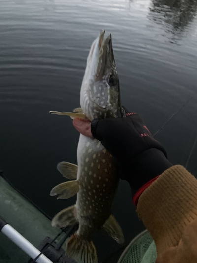 Northern Pike