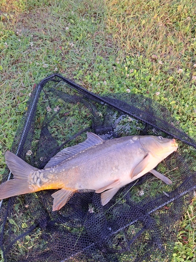 Mirror carp