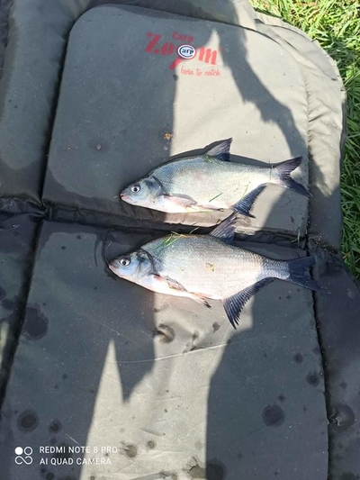 Carp bream