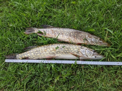 Northern Pike