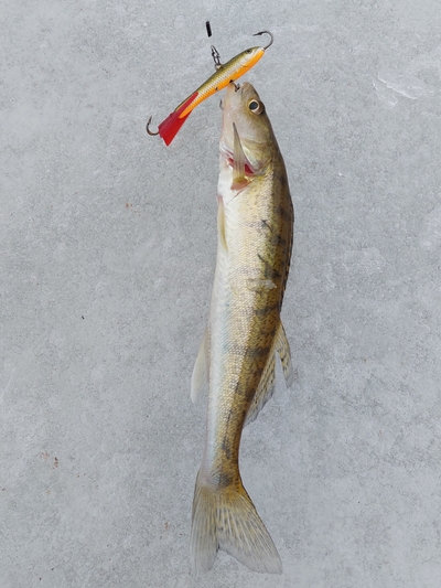 Pike perch