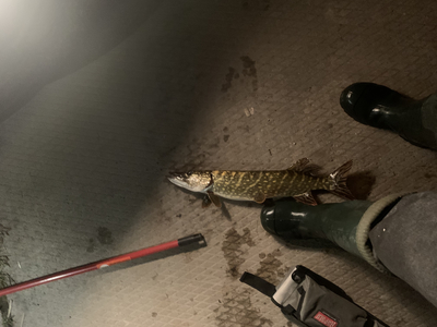 Northern Pike