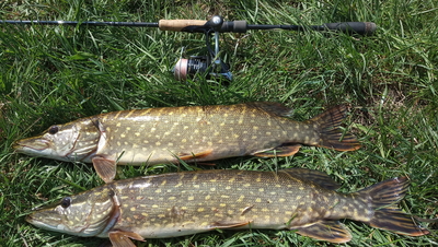 Northern Pike