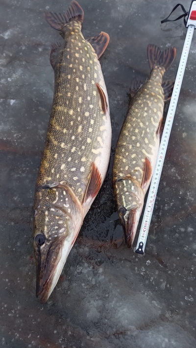Northern Pike