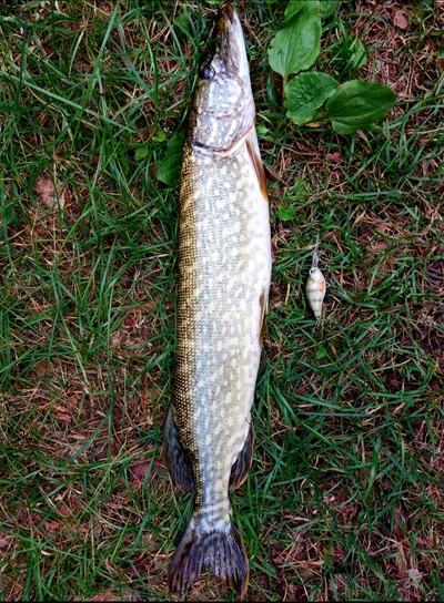 Northern Pike