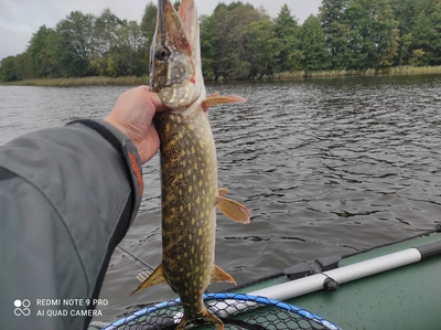 Northern Pike