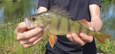 Eurasian perch