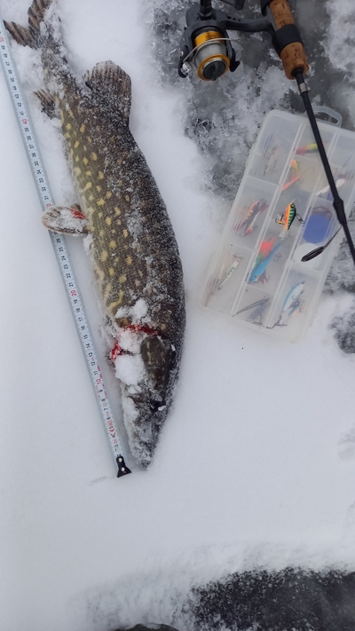 Northern Pike