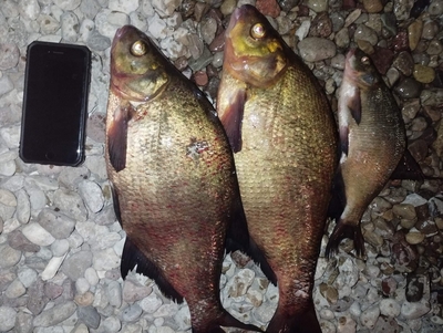 Carp bream