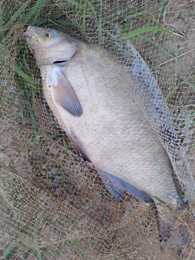 Carp bream