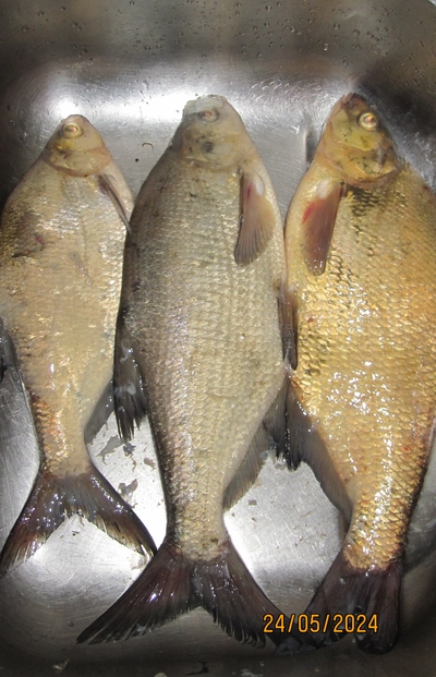 Carp bream