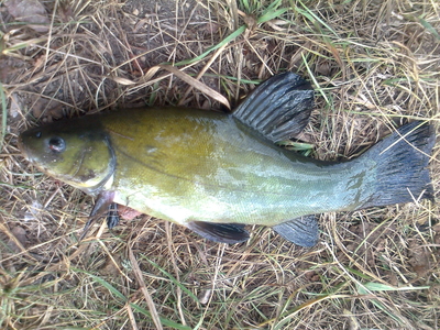 Tench